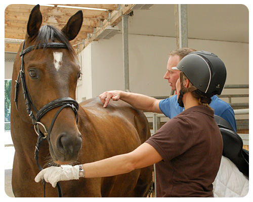 Der Sattel ist die wichtigste Verbindung zwischen Reiter und Pferd. Bild: fotohandwerk.de
