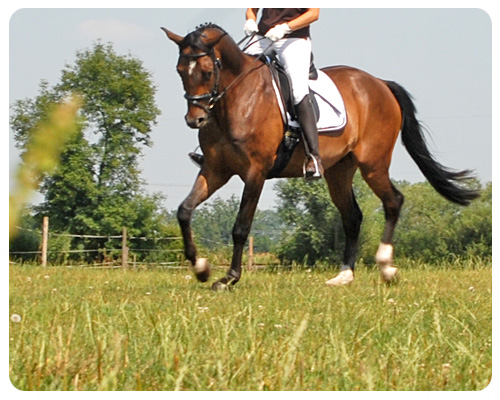 Der Sattel ist die wichtigste Verbindung zwischen Reiter und Pferd. Bild: fotohandwerk.de